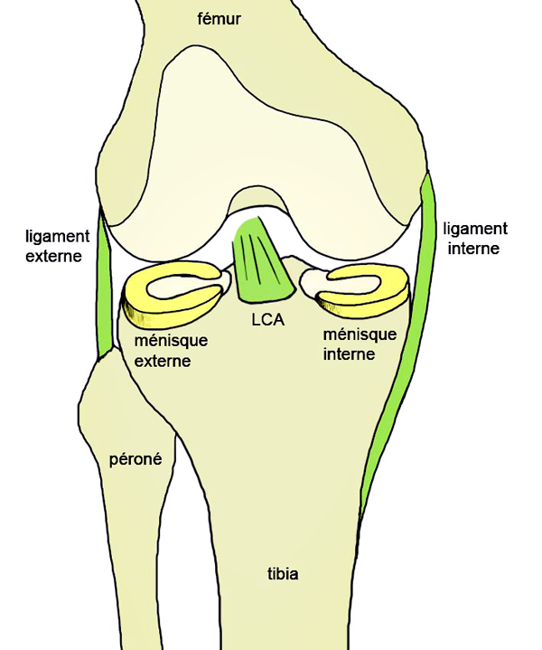 Anatomie du genou, ligament croisé antérieur, ligament interne et externe, ménisque : schéma du genou.